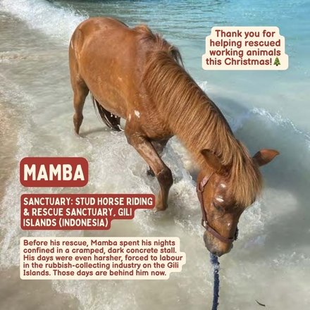 Gift that Gives - Mamba eCards