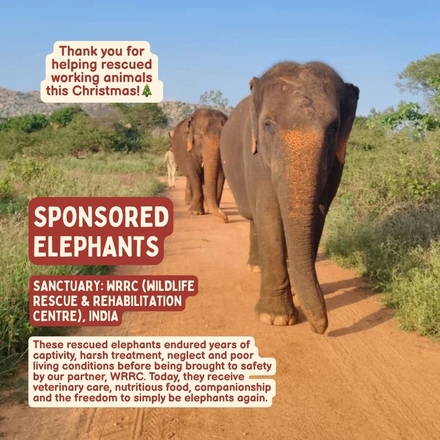 Gift that Gives - Elephants eCards