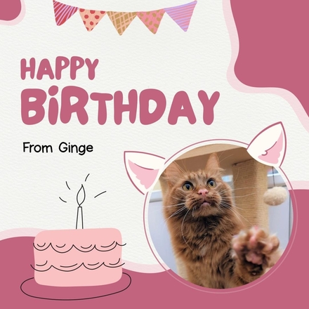 Send a Coventry Cat Group  e Birthday Card eCards