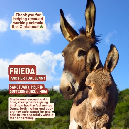 Gift that Gives - Frieda and Jenny eCards