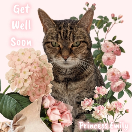 Send an e Get Well card from Coventry Cat Group eCards