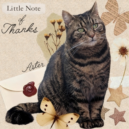 Send a Coventry Cat Group e Thank You Card eCards