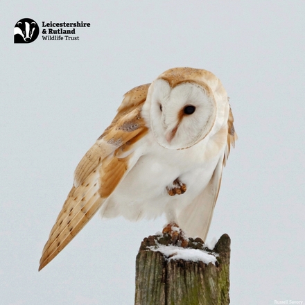 Send Christmas e-cards eCards