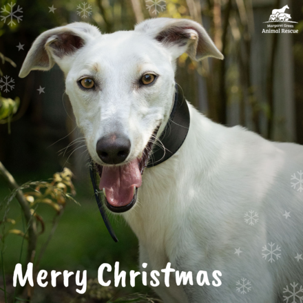 Send Corporate Christmas E-Cards eCards