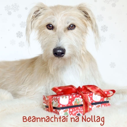 Christmas Card eCards