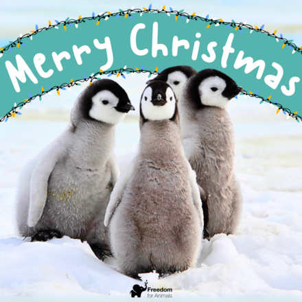 Merry Christmas 🎄 eCards