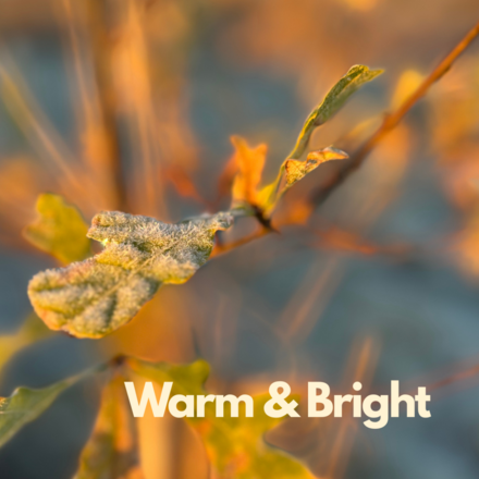 Send some festive cheer with an eco-friendly ecard from The Carbon Community and eCards