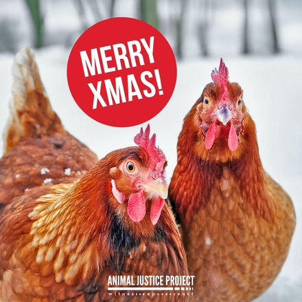 Help animals by sending Christmas E-Cards this festive season! eCards