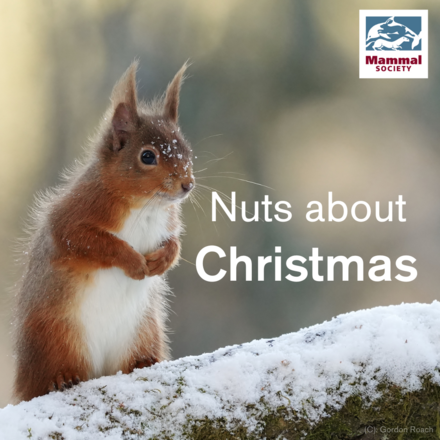 Send Mammal Christmas e-Cards! eCards