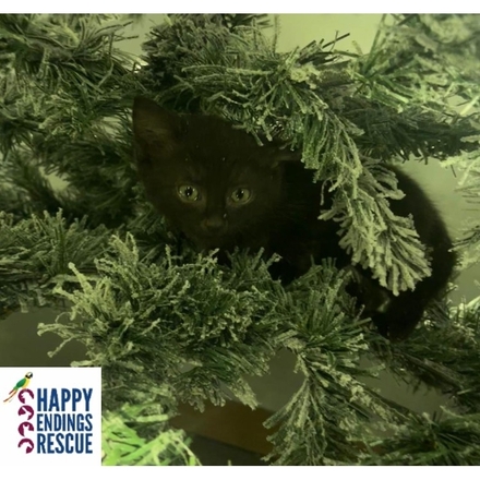 Send Christmas e-cards eCards