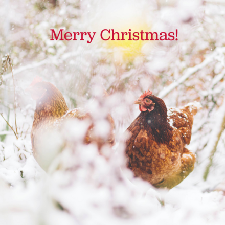 Send Christmas E-Cards eCards