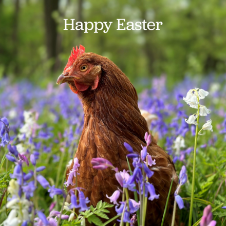 Send Easter E-Cards eCards