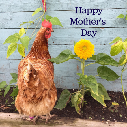 Send a Mother's Day E-Card eCards