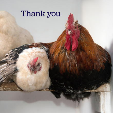 Send Thank You E-Cards eCards