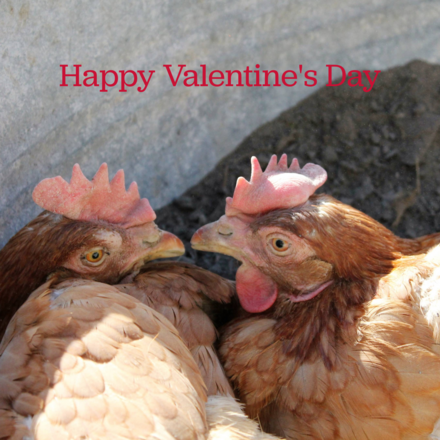 Send a Valentine's Day E-Card eCards