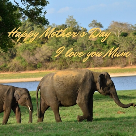 Send a Mother's Day E-Card eCards