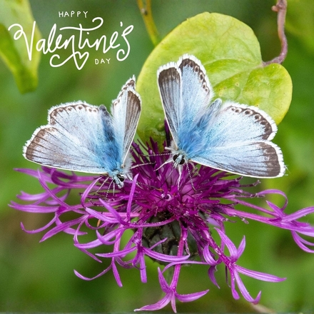 Send an e-card this valentine's Day eCards