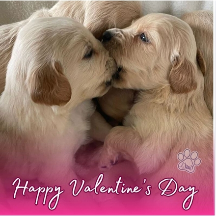 Happy Valentine's Day eCards