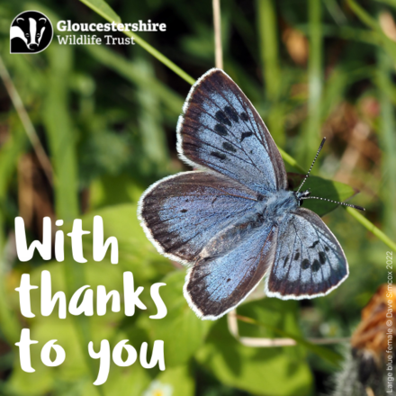 Send Thank You eCards eCards