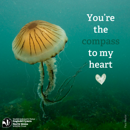 Send a Valentine's E-card eCards