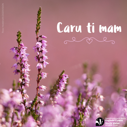 Send a Mother's Day E-card eCards