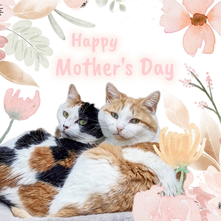 Send a Mother's Day E-Card eCards