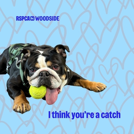 Valentines cards eCards