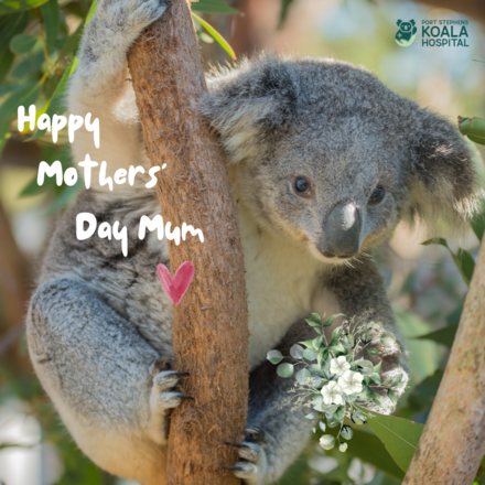 Send a Mothers' Day E-Card eCards