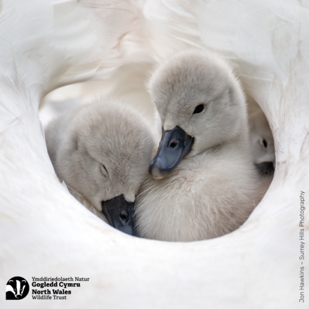 Any occassion eCards