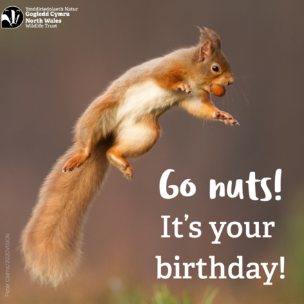 Send a Birthday E-Card eCards