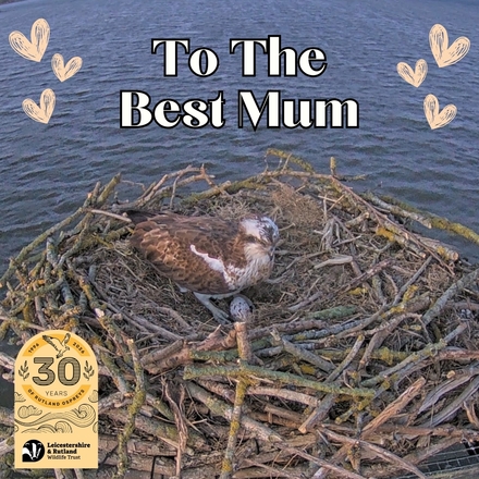 Send a Mother's Day Card eCards