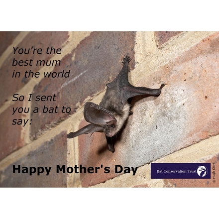 Send a Mother's Day E-Card eCards