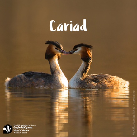 Anfon eGerdyn Santes Dwynwen eCards