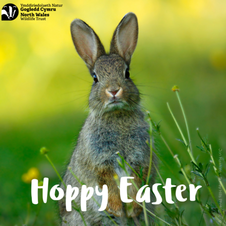 Send an Easter E-card eCards