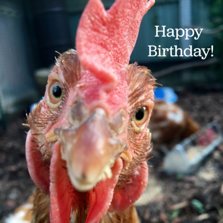 Send a Birthday E-Card eCards