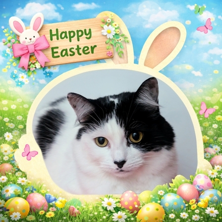 Send a Coventry Cat Group Easter E-Card eCards
