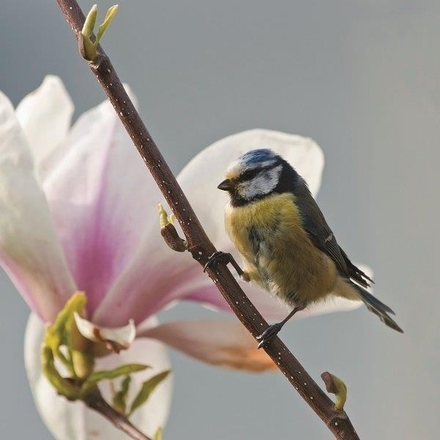 Send a Mother's Day E-Card eCards