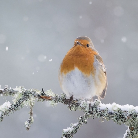 Send a Christmas E-Card eCards