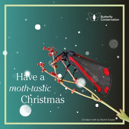 Send a Christmas e-card eCards