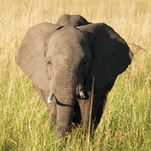 Protect Elephants Alternative Gift