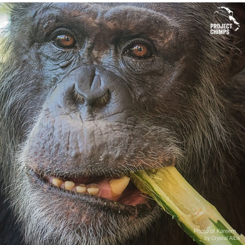 Chimp feeding alternative gift